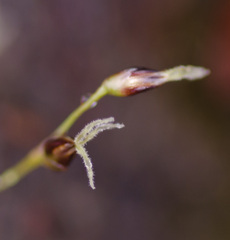 Luzula acuminata carolinae