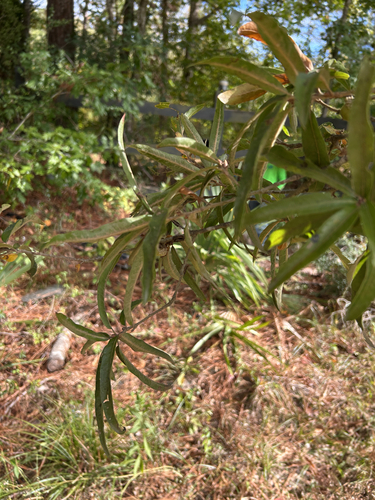 Quercus phellos observed 2026-10-28