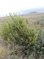 Leucadendron stellare