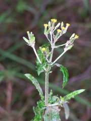 Senecio glomeratus glomeratus