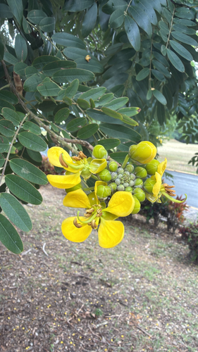 Senna siamea observed 2026-10-28