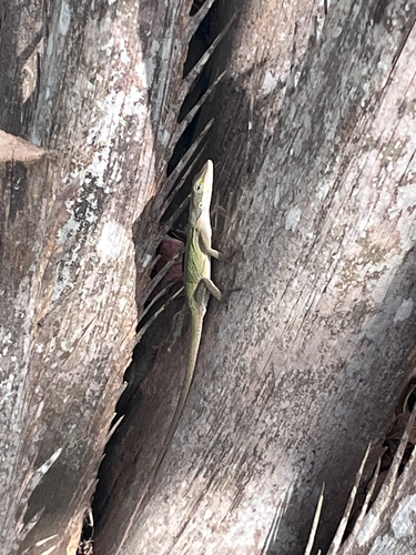 Anolis carolinensis observed 2026-10-28
