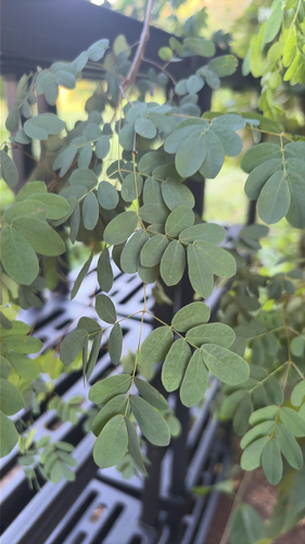 Caesalpinia observed 2026-10-27