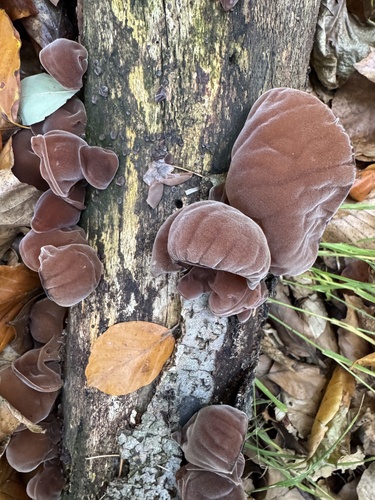 Auricularia observed 2026-10-28