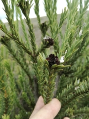 Leucadendron stellare