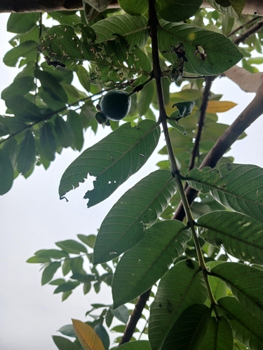 Psidium guajava observed 2026-10-28