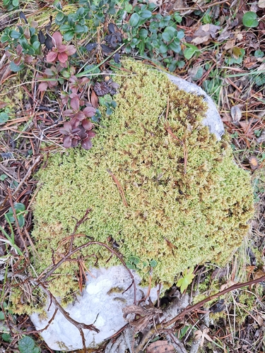 Ctenidium molluscum observed 2026-10-28