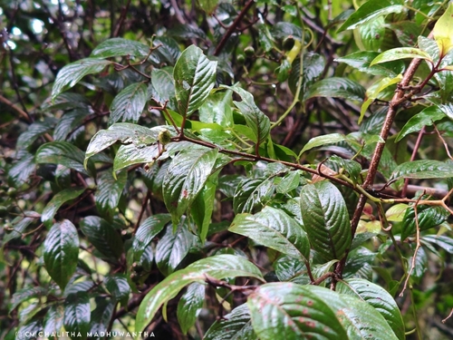 Mussaenda observed 2026-10-26