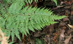 Calochlaena dubia