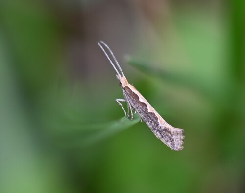 Plutella xylostella observed 2026-10-28