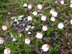 Harrimanella hypnoides