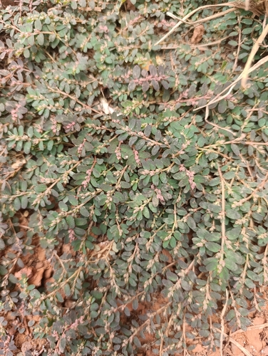 Chamaesyce observed 2026-10-28