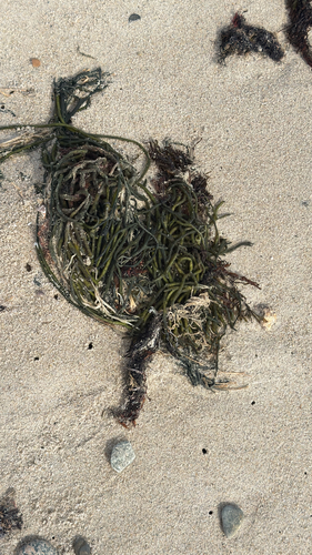 Codium observed 2026-10-28