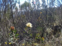 Protea caffra subsp. kilimandscharica image