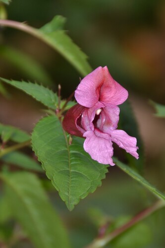 Impatiens glandulifera, 2026-10-28