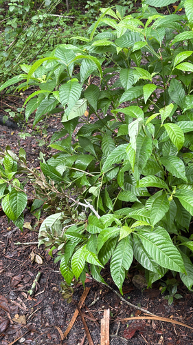 Psychotria observed 2026-10-28