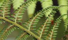 Cyathea australis