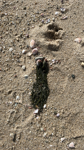 Codium observed 2026-10-28