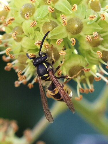 Vespula vulgaris, 2026-10-28