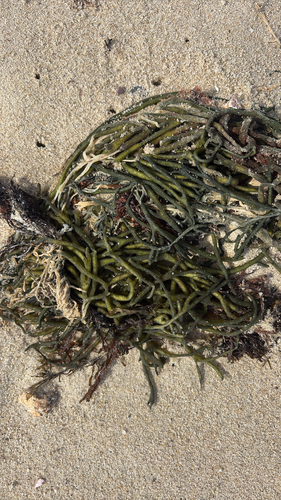 Codium observed 2026-10-28