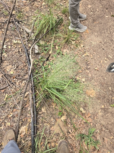 Eragrostis trichodes observed 2026-10-28