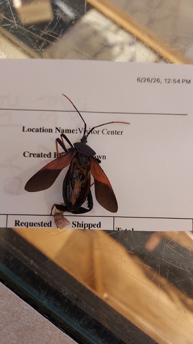 Acanthocephala observed 2026-10-28