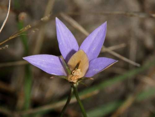 Image of Wahlenbergia luteola by (c) Russell Best, some rights reserved (CC BY)