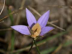 Wahlenbergia luteola