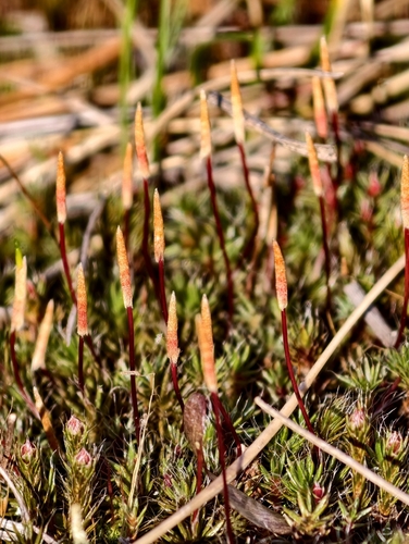 Polytrichum piliferum observed 2026-10-28