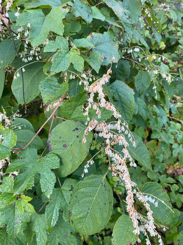 Reynoutria japonica observed 2026-10-28