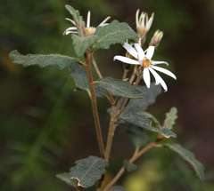 Olearia stellulata