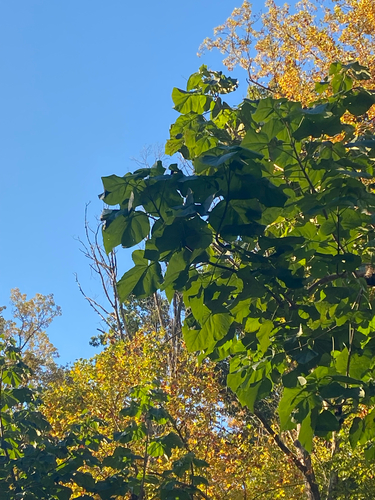 Paulownia tomentosa observed 2026-10-28