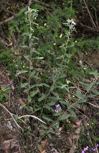 Image of Olearia stellulata by (c) Russell Best, some rights reserved (CC BY)