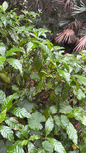 Psychotria observed 2026-10-28