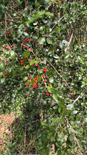 Ilex observed 2026-10-28