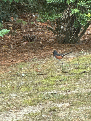 Pipilo erythrophthalmus observed 2026-10-28