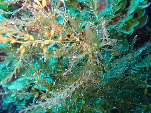 Sargassum observed 2026-10-26