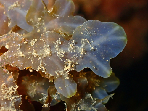 Dictyopteris observed 2026-10-26