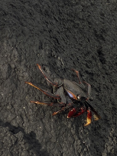 Grapsus grapsus observed 2026-10-28