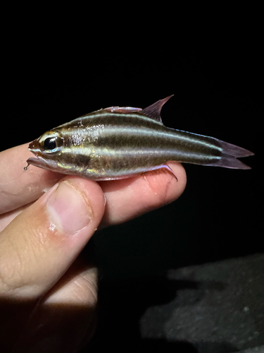 Ostorhinchus nigrofasciatus observed 2026-10-28