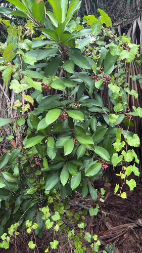 Ardisia elliptica observed 2026-10-28