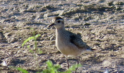 Pluvialis dominica observed 2026-10-28
