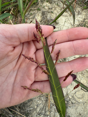 Sorghum halepense observed 2026-10-28