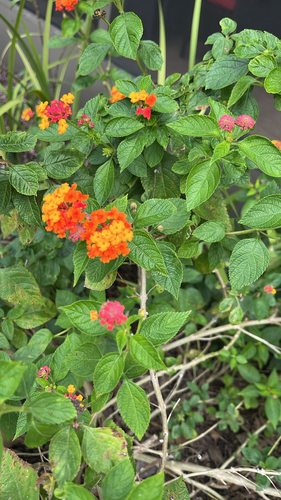 Lantana camara observed 2026-10-28
