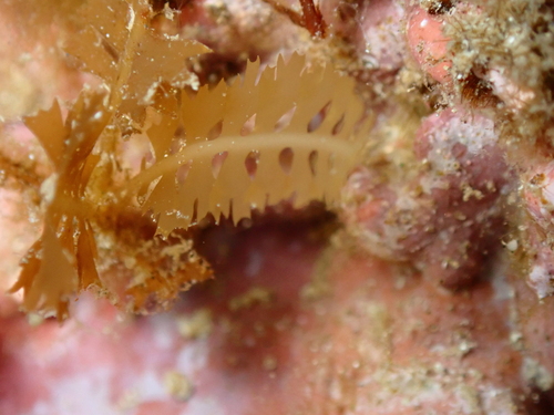 Sargassum observed 2026-10-26