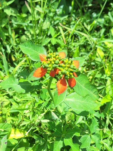 Euphorbia heterophylla observed 2026-10-28