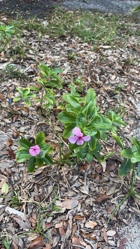 Catharanthus roseus observed 2026-10-28