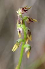 Genoplesium despectans