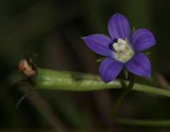 Wahlenbergia multicaulis