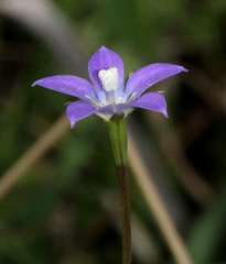 Wahlenbergia multicaulis